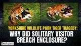 Yorkshire Wildlife Park Tiger Tragedy: Why Did Solitary Visitor Breach Enclosure?
