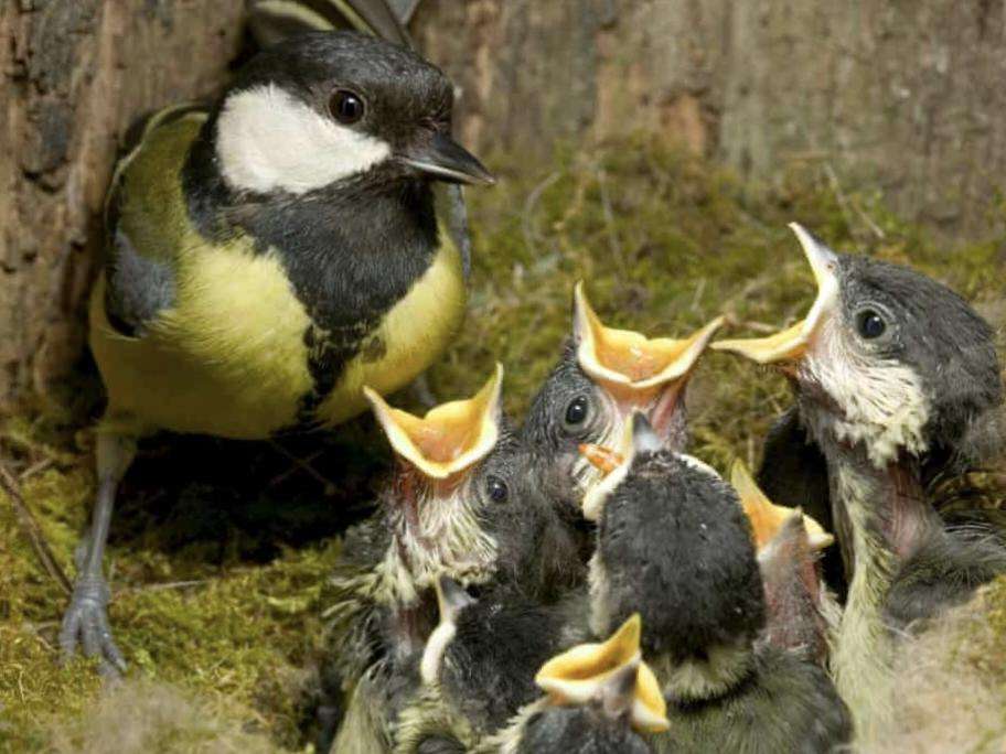 The-Council-of-Mosques