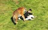 Man Dies After Entering Tiger Enclosure at Yorkshire Wildlife Park